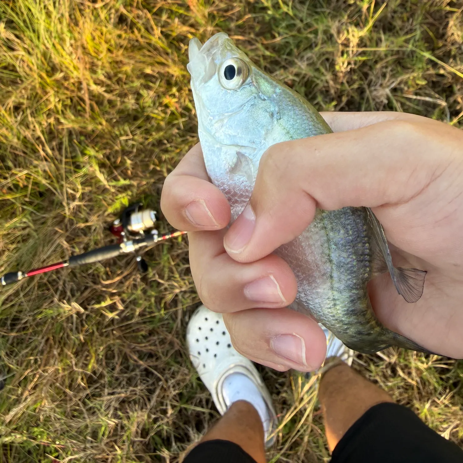 The most recent White crappie catches on Fishbrain