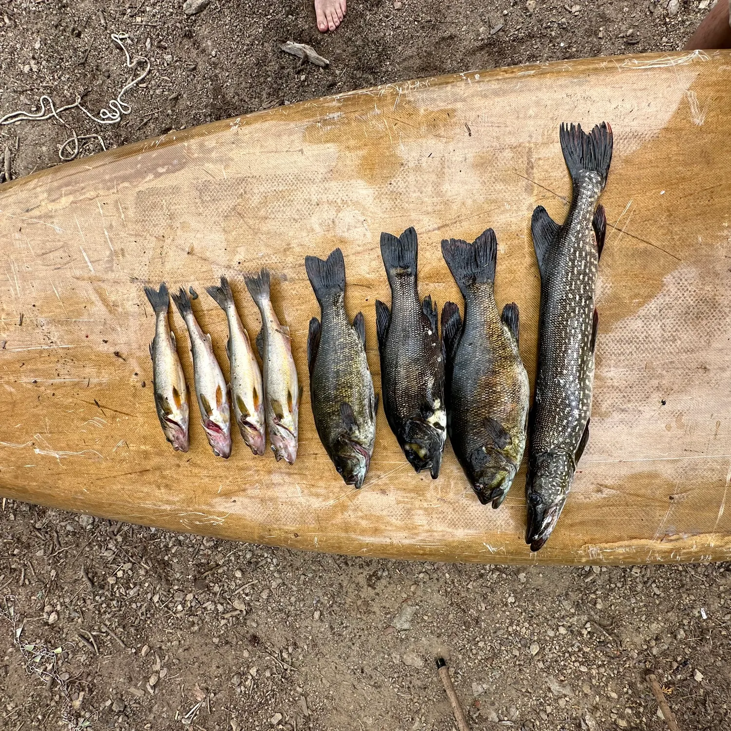 recently logged catches