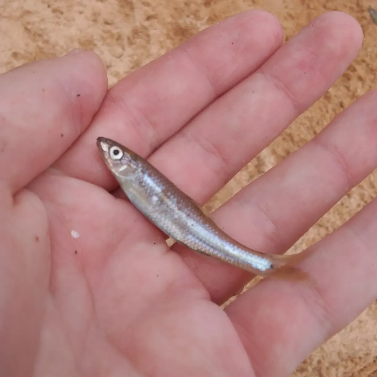 Whitefin shiner caught on Fishbrain