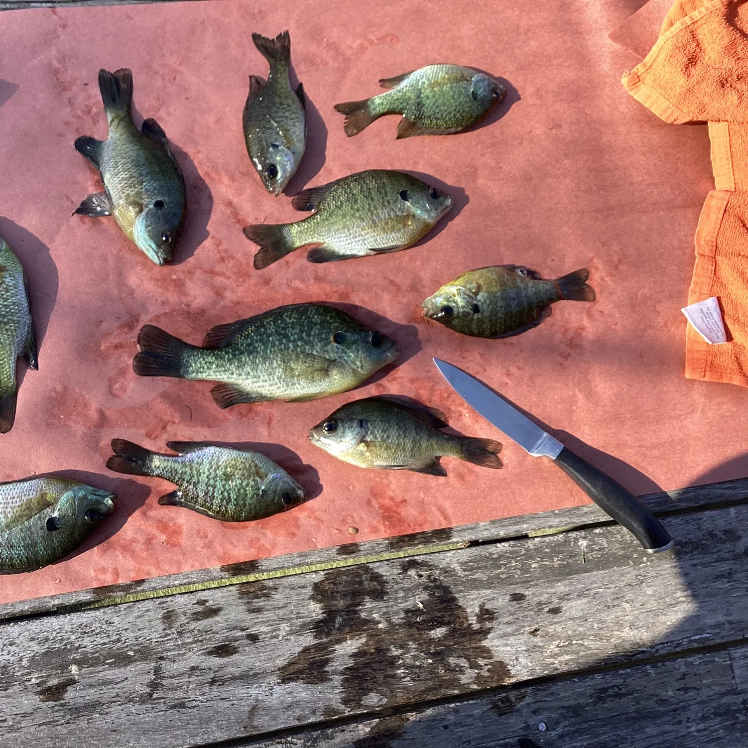 recently logged catches