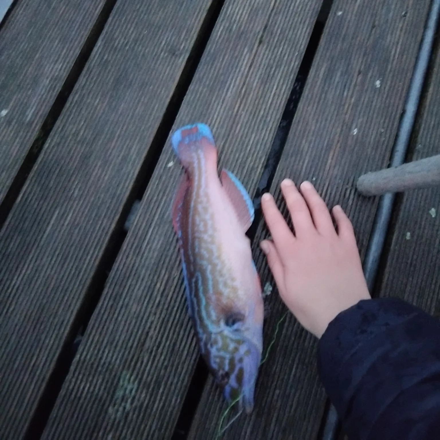 The most recent Cuckoo wrasse catches on Fishbrain