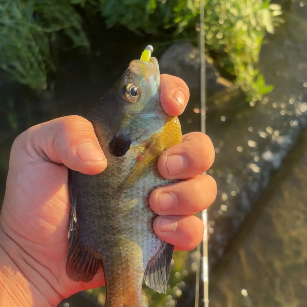 Bluegill caught on Fishbrain