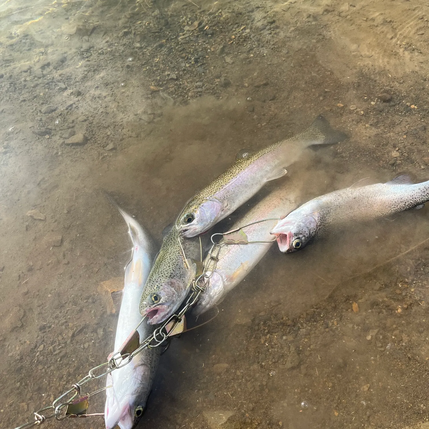 Rainbow trout caught on Fishbrain