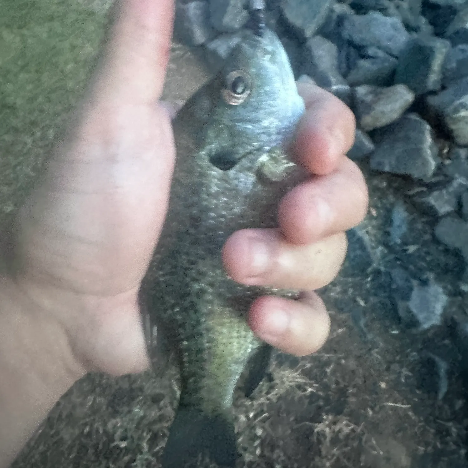 Bluegill caught on Fishbrain