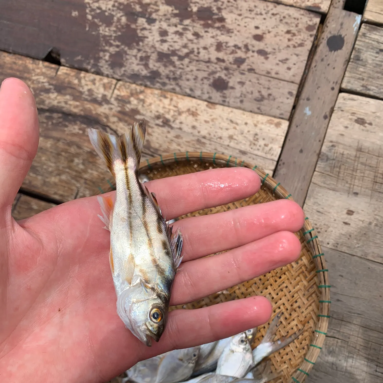 The most recent Jarbua terapon catches on Fishbrain