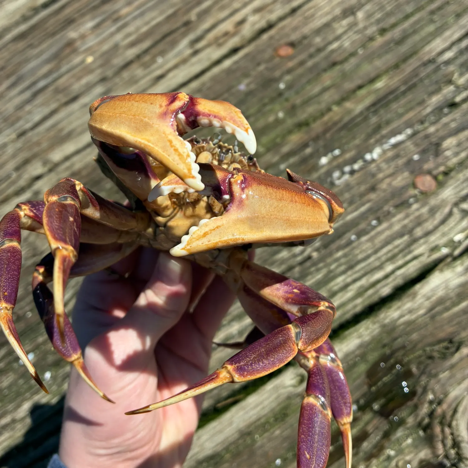 The most recent Graceful rock crab catches on Fishbrain