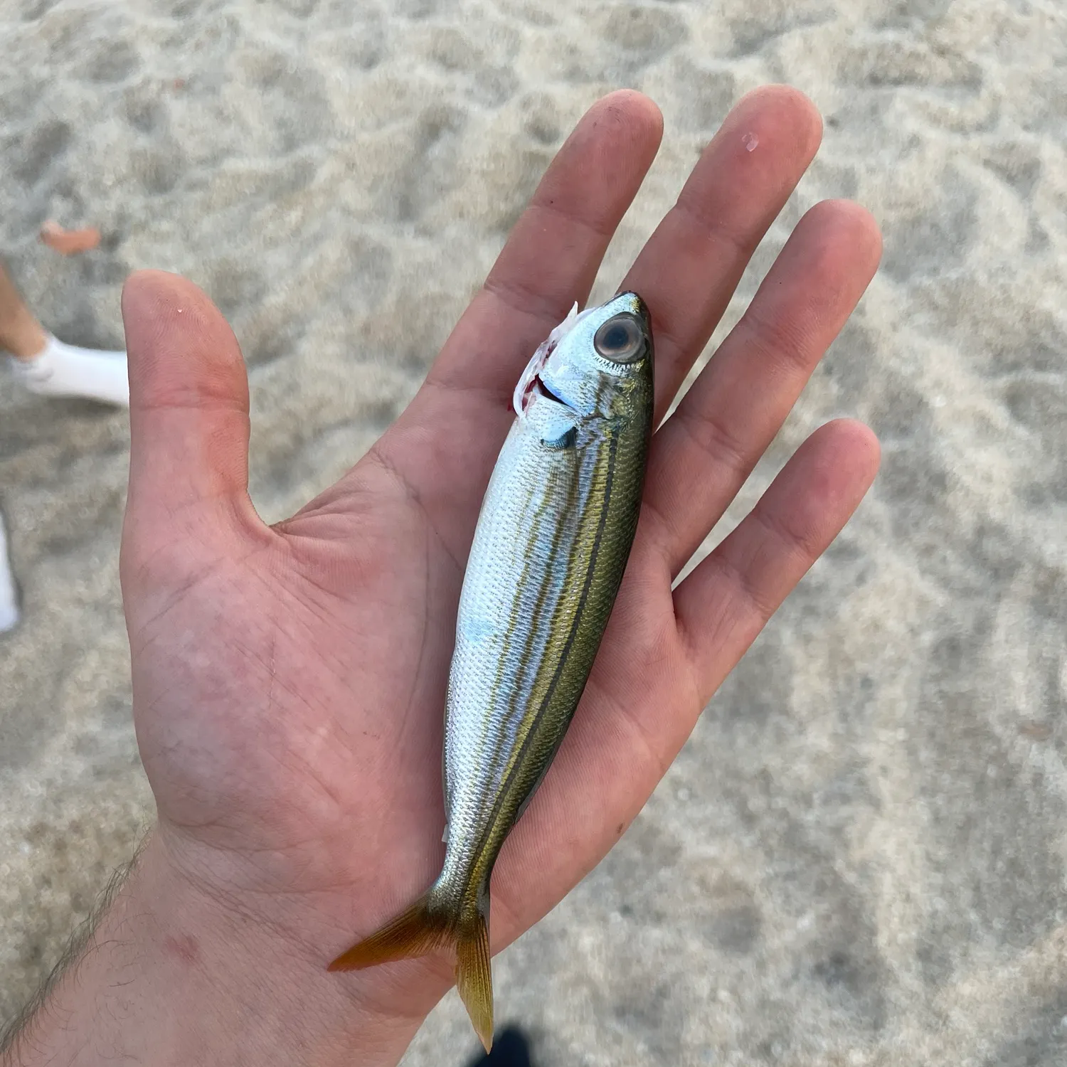 Bogue caught on Fishbrain