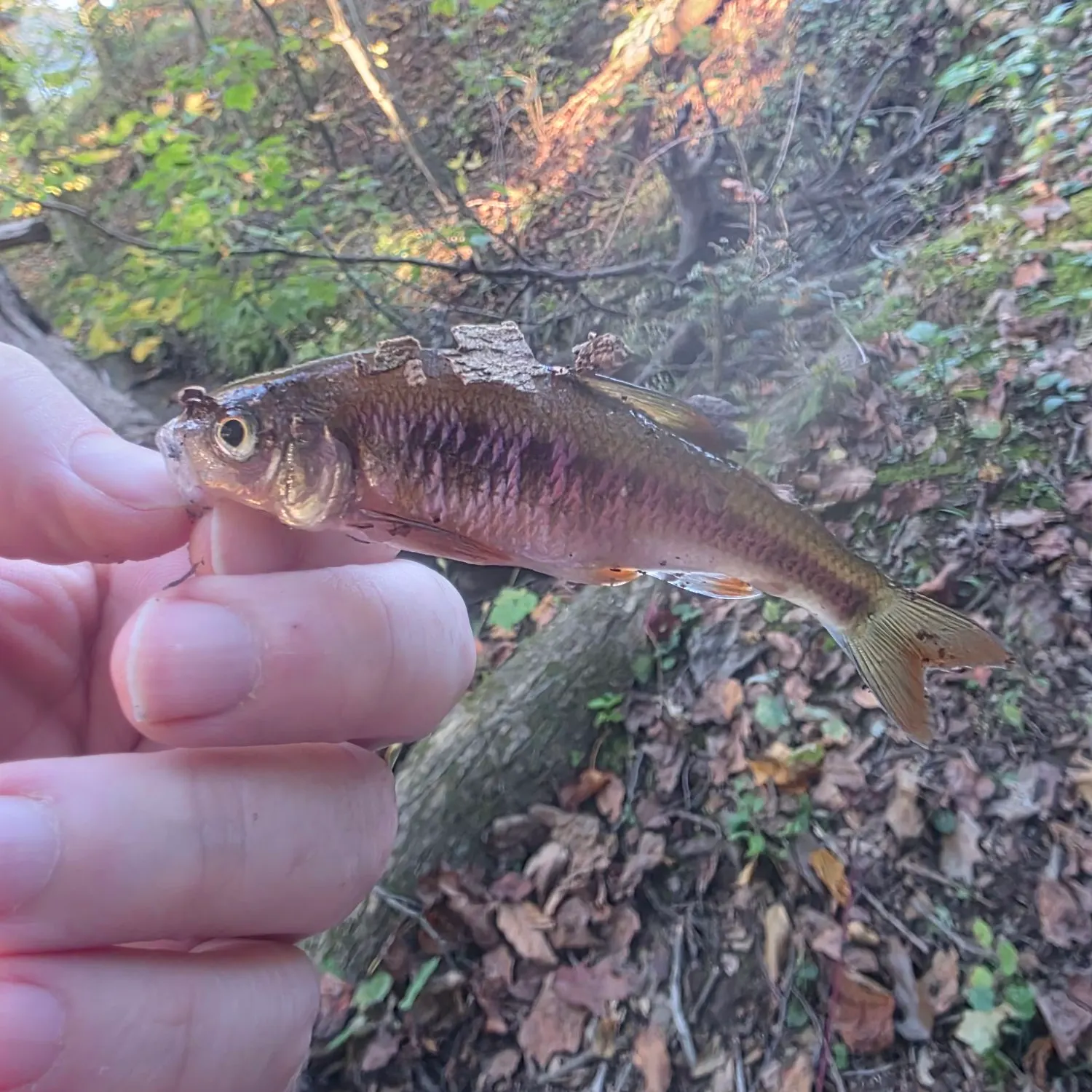 Common shiner caught on Fishbrain