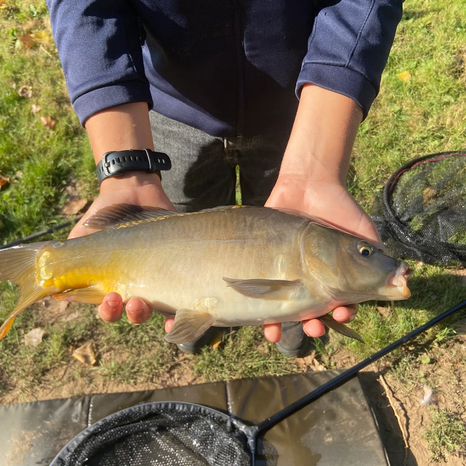 Leather carp caught on Fishbrain