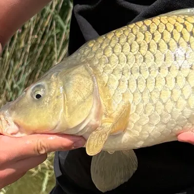 Common carp caught on Fishbrain