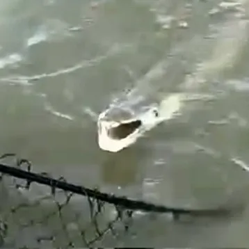 The most recent Alligator gar catches on Fishbrain