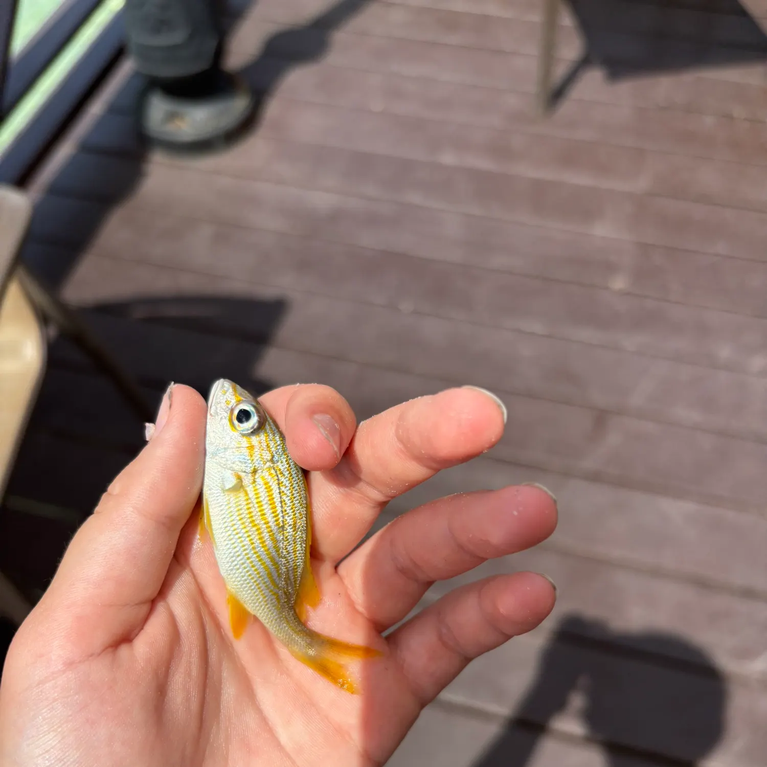 The most recent Yellow-lined grunter catches on Fishbrain