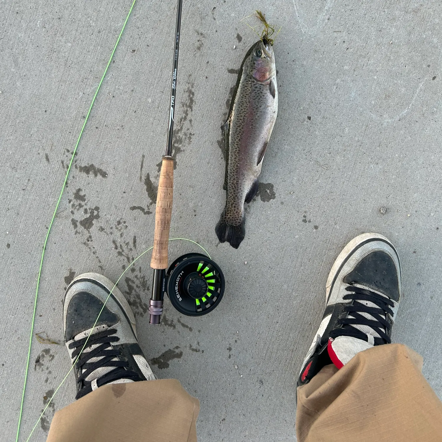 Rainbow trout caught on Fishbrain