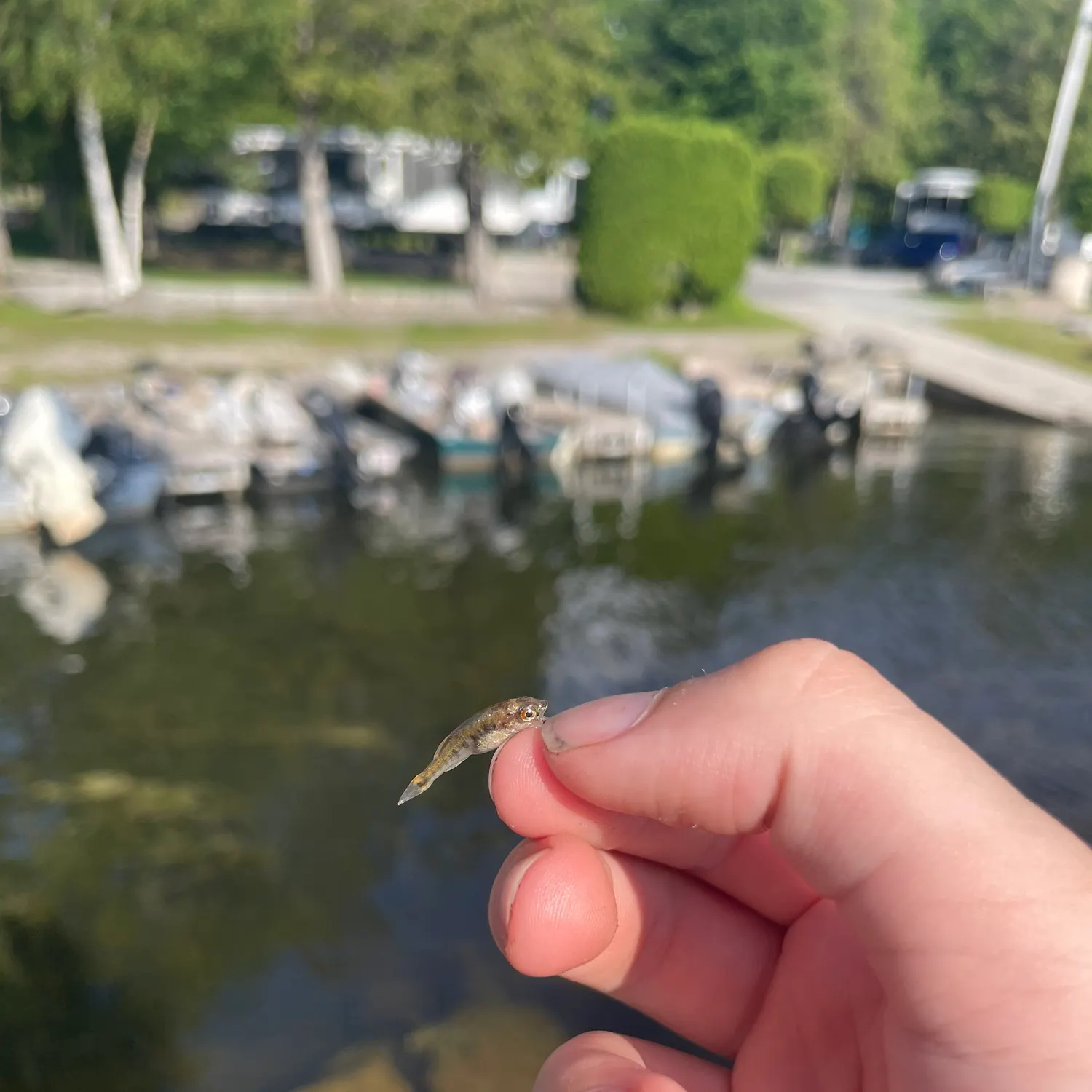 The most recent Stargazing minnow catches on Fishbrain