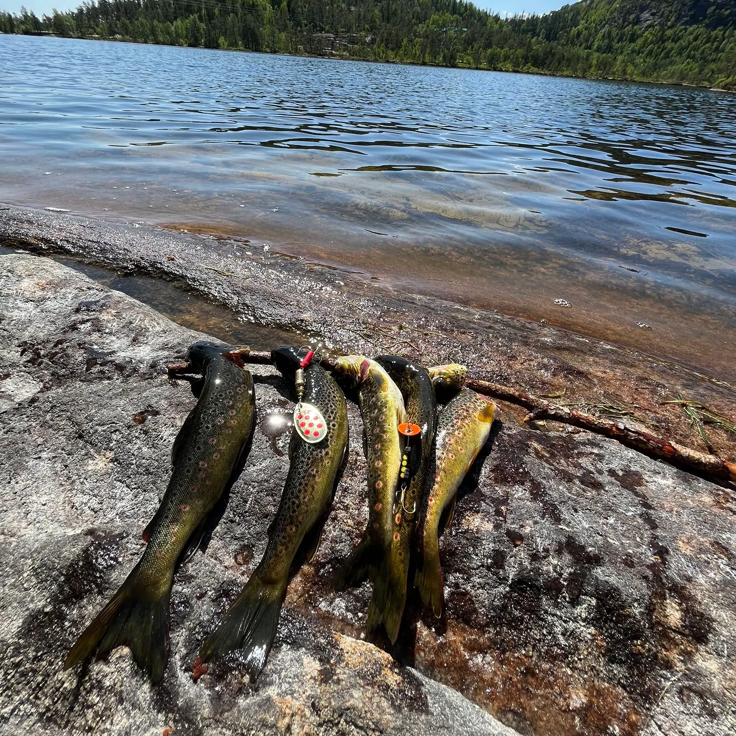 recently logged catches