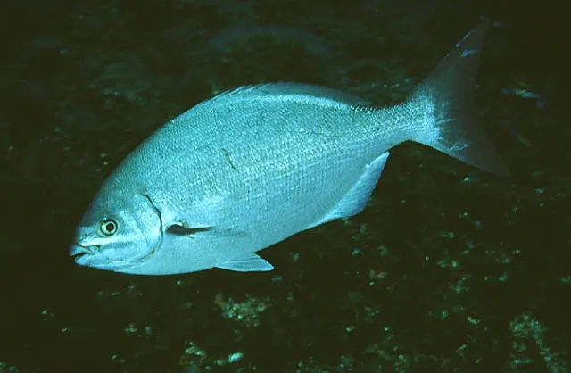 Bermuda sea chub