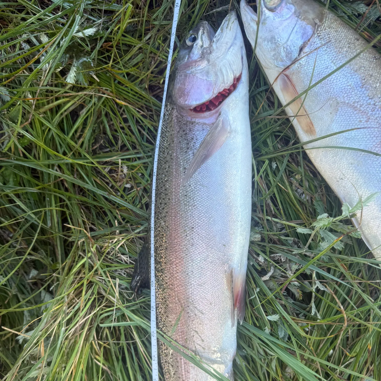 Rainbow trout caught on Fishbrain