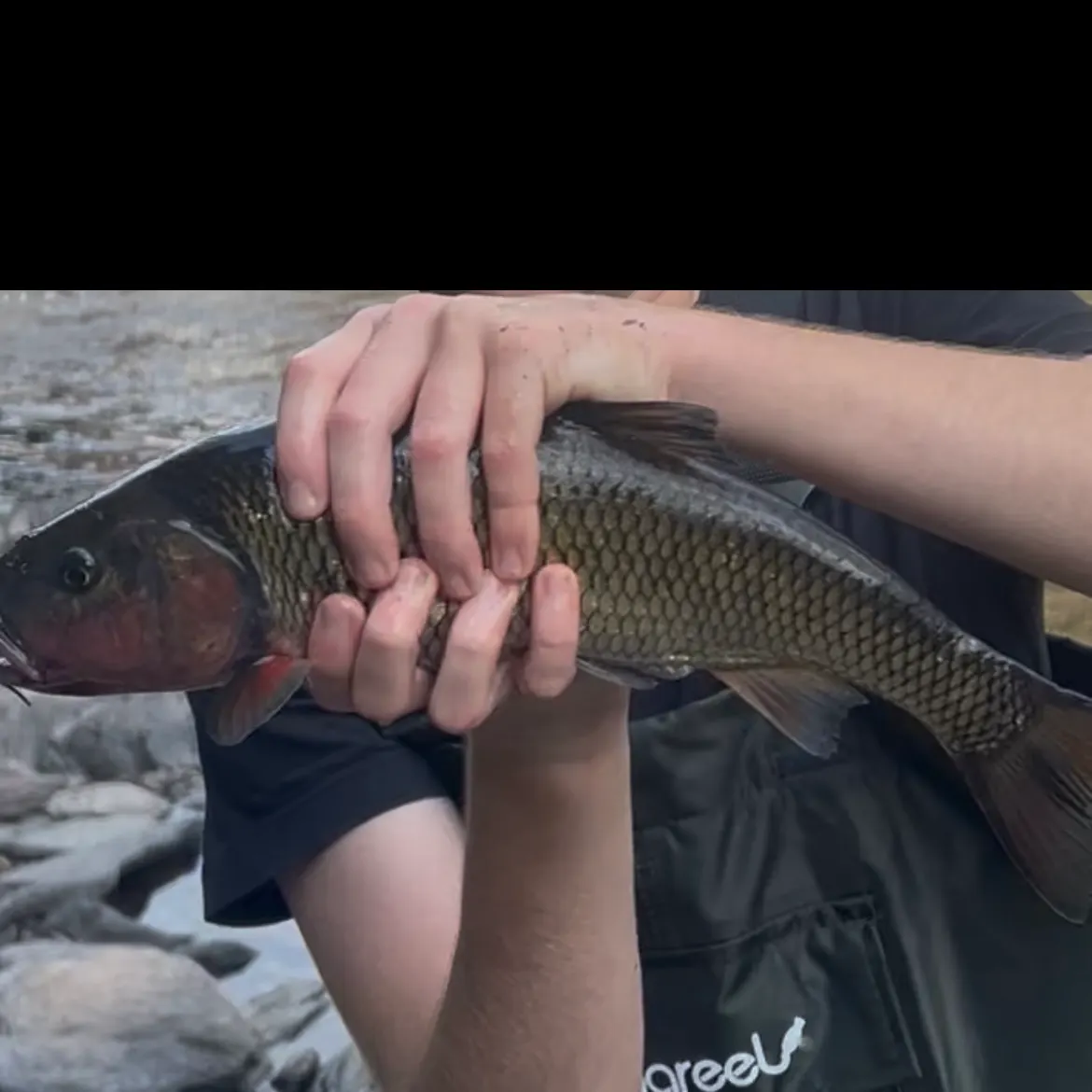 The most recent Alewife catches on Fishbrain