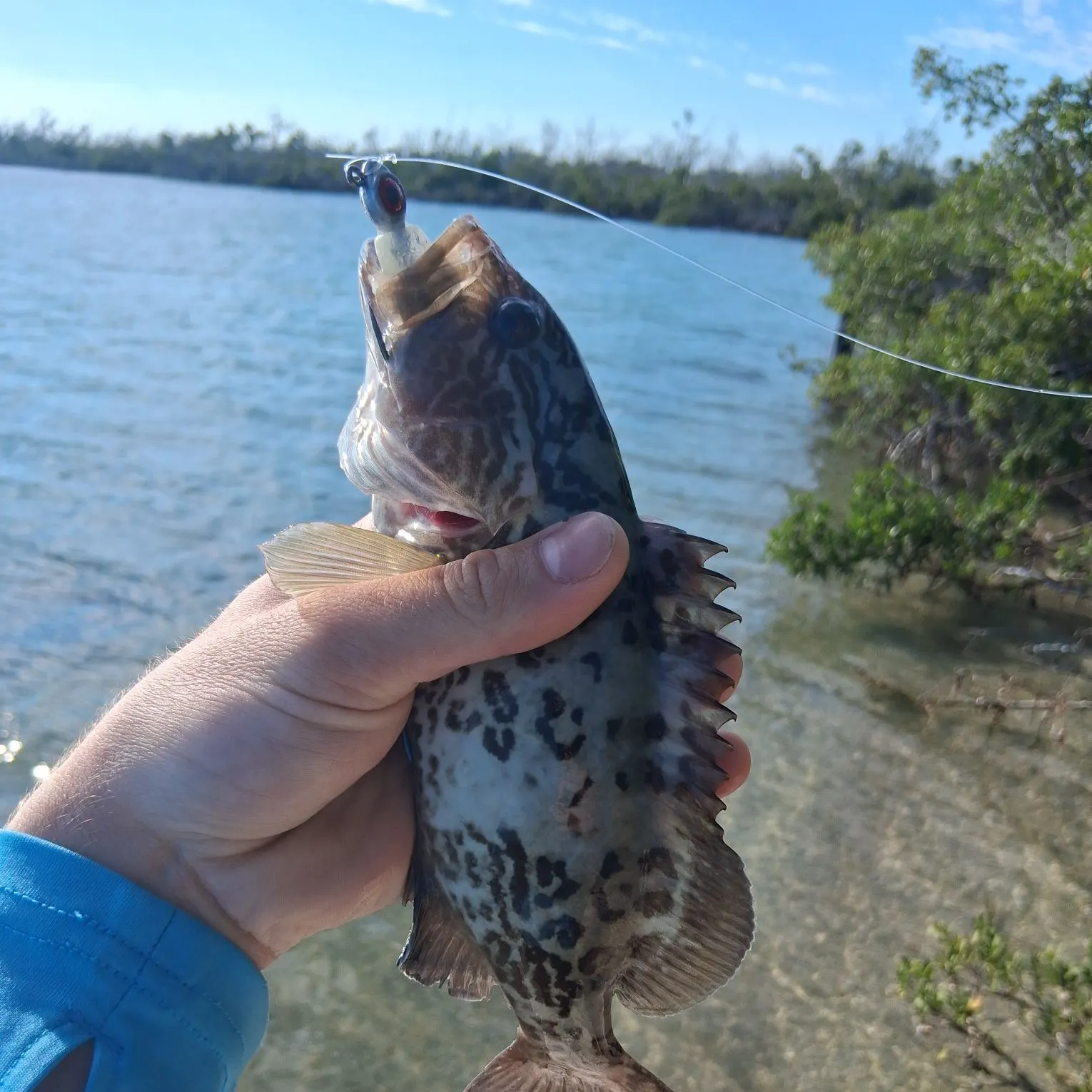 The most recent Gag grouper catches on Fishbrain