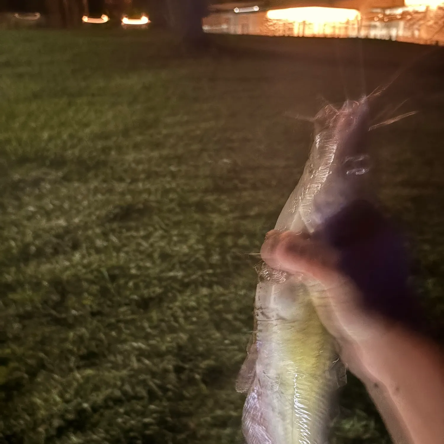Channel catfish caught on Fishbrain
