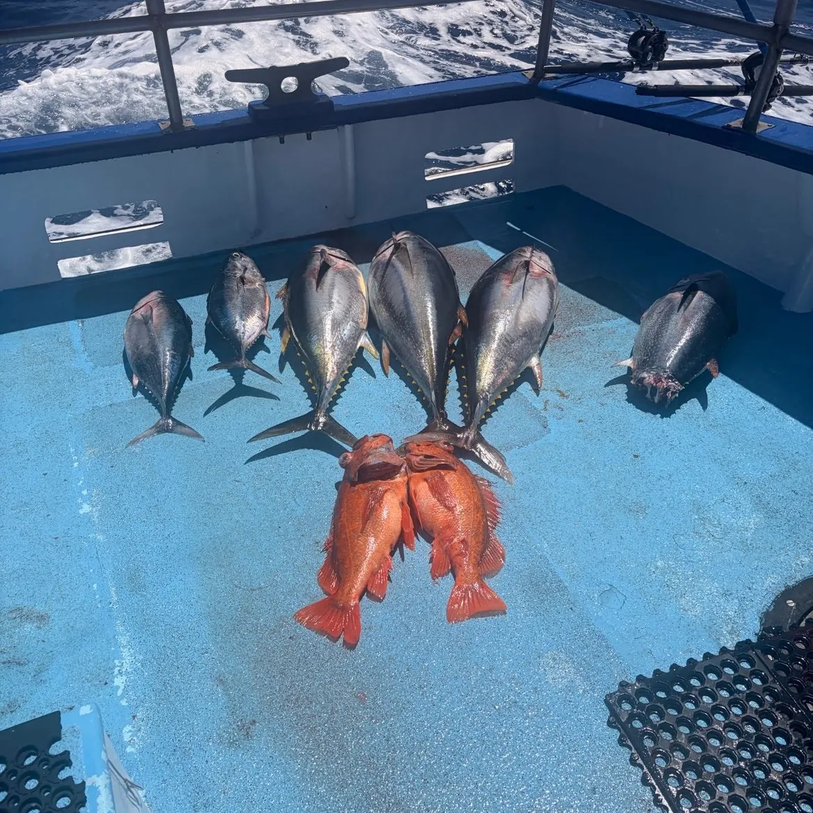 The most recent Atlantic bluefin tuna catches on Fishbrain