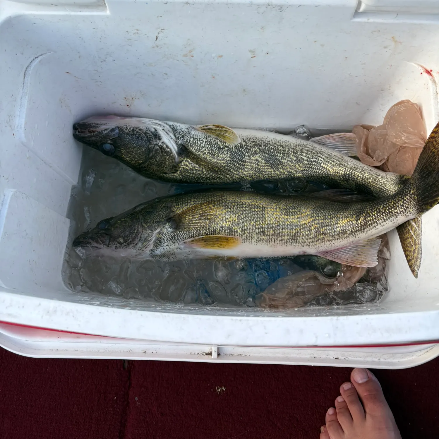 recently logged catches