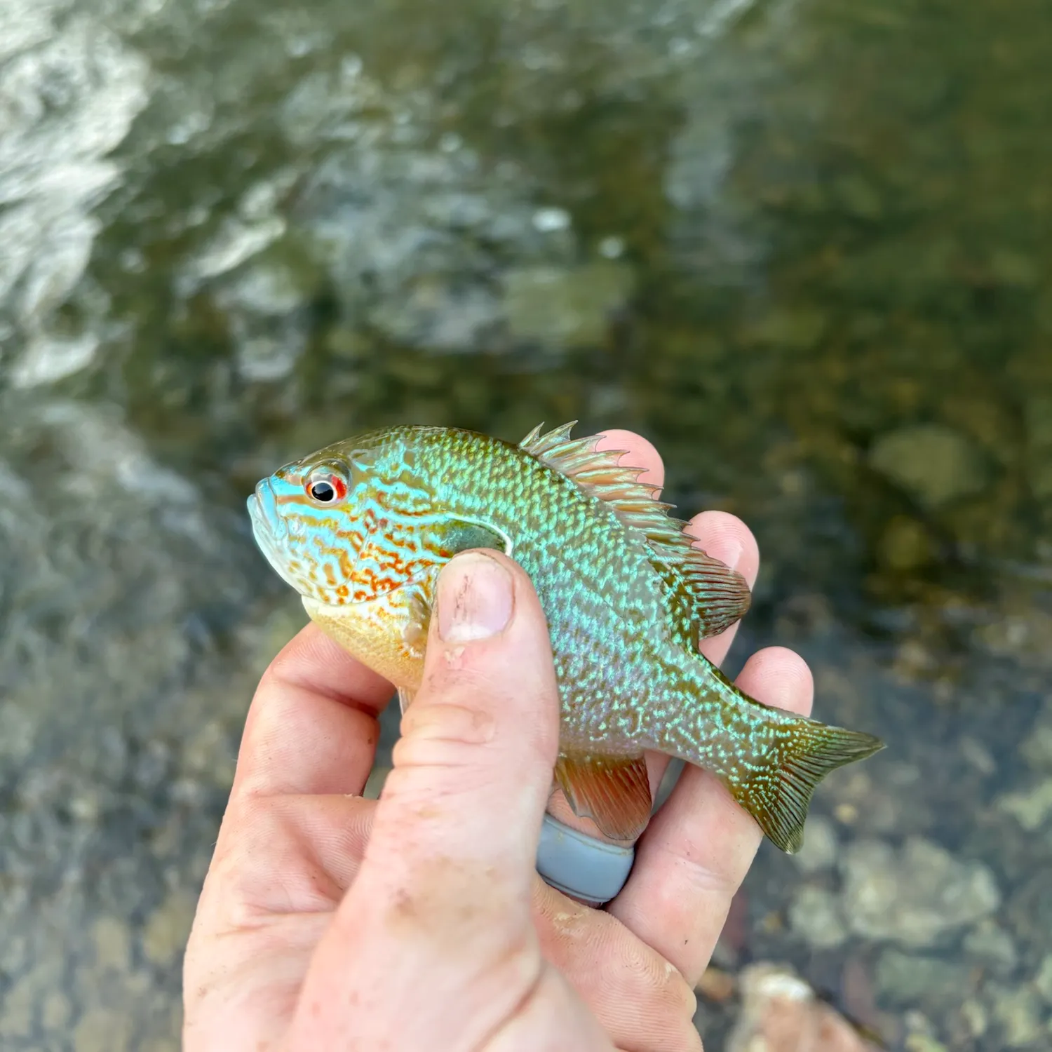 Longear sunfish caught on Fishbrain