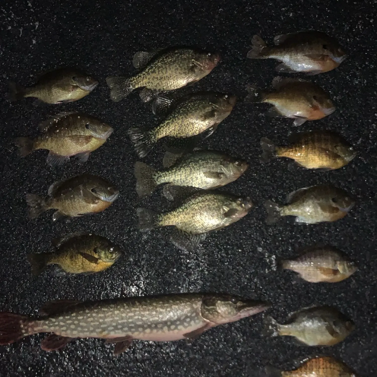 recently logged catches