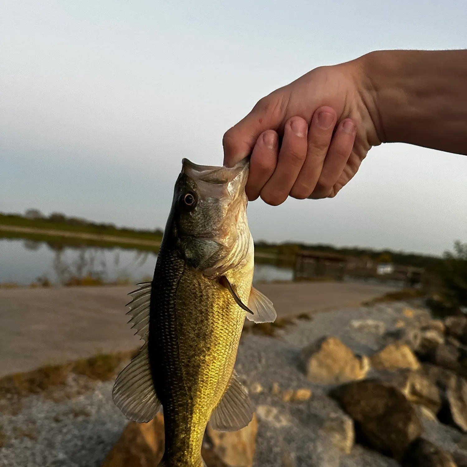 Largemouth bass caught on Fishbrain