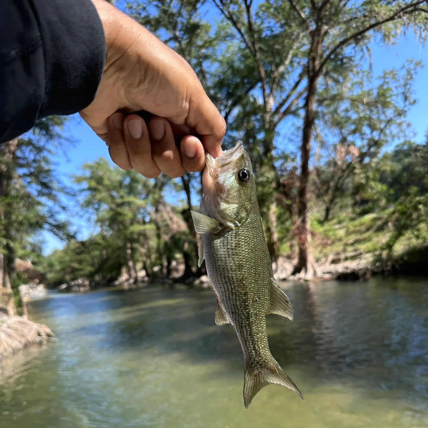 Spotted bass caught on Fishbrain