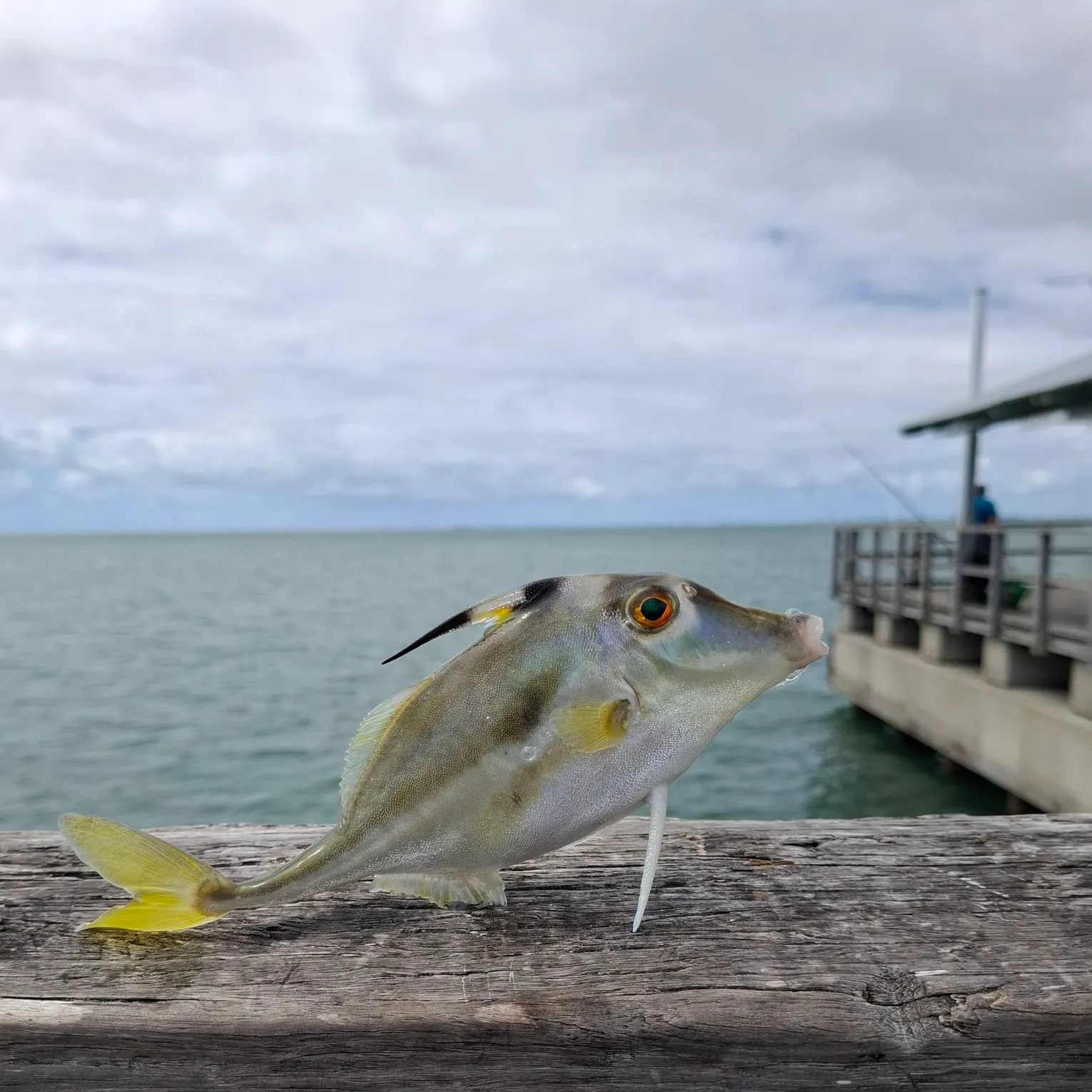 Golden trevally caught on Fishbrain