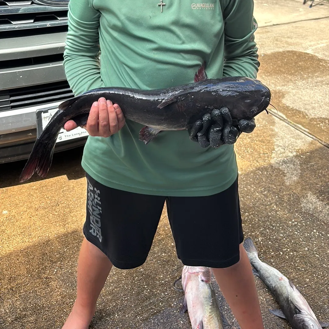 Blue catfish caught on Fishbrain