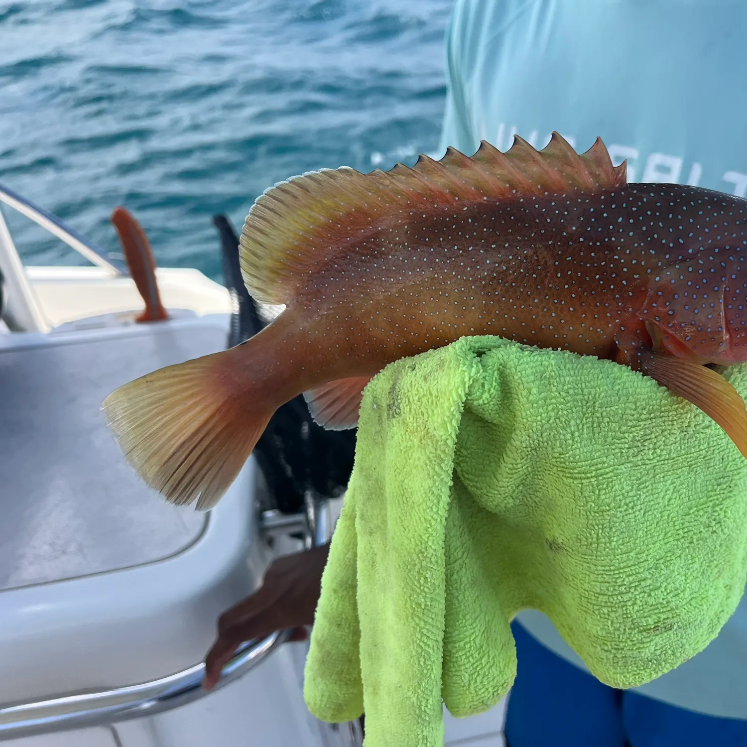 The most recent Yellowfin grouper catches on Fishbrain