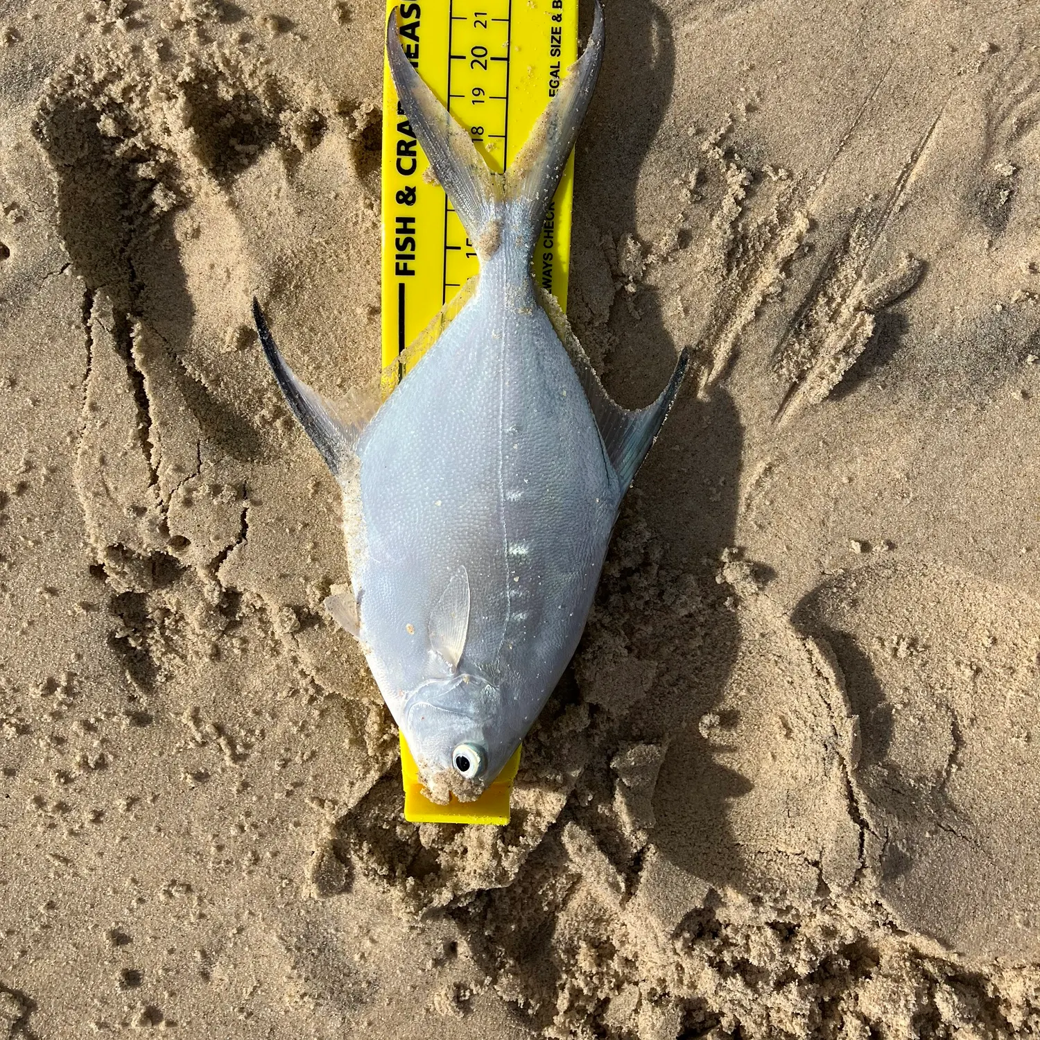 The most recent Swallowtail dart catches on Fishbrain