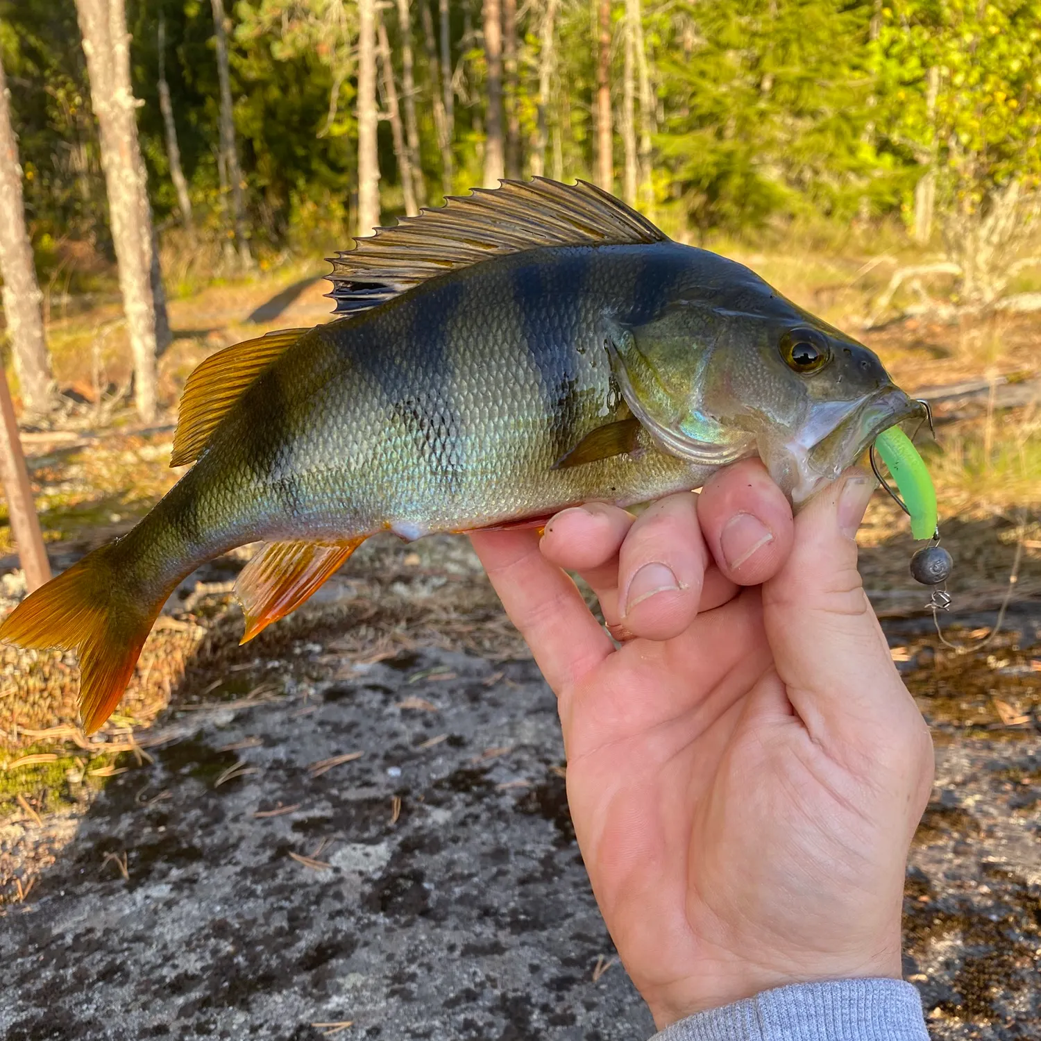 European perch caught on Fishbrain
