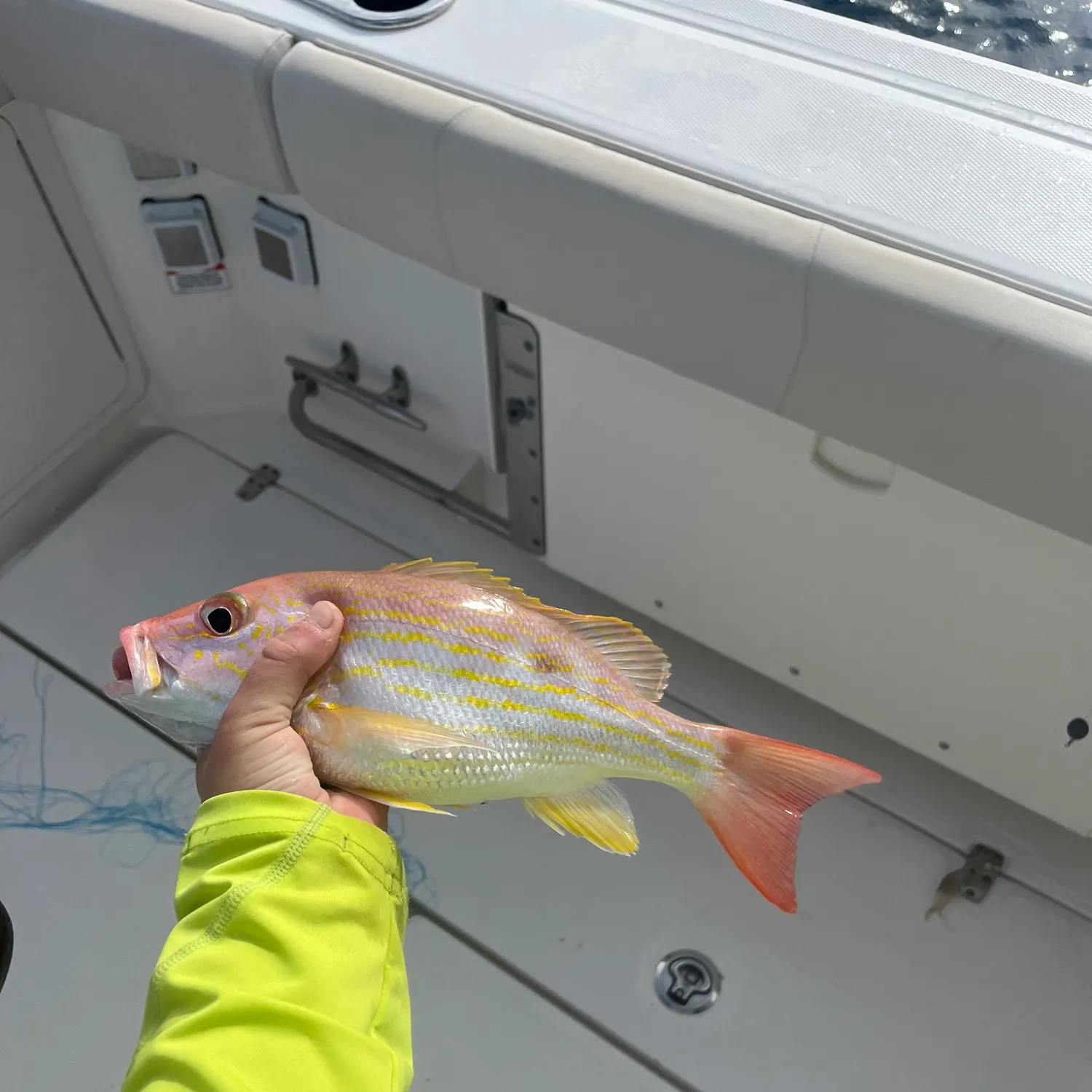 The most recent Lane snapper catches on Fishbrain