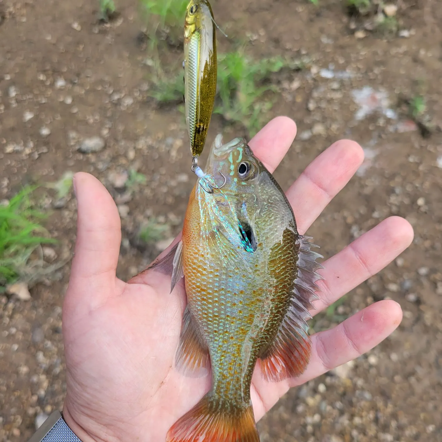 Redbreast sunfish caught on Fishbrain