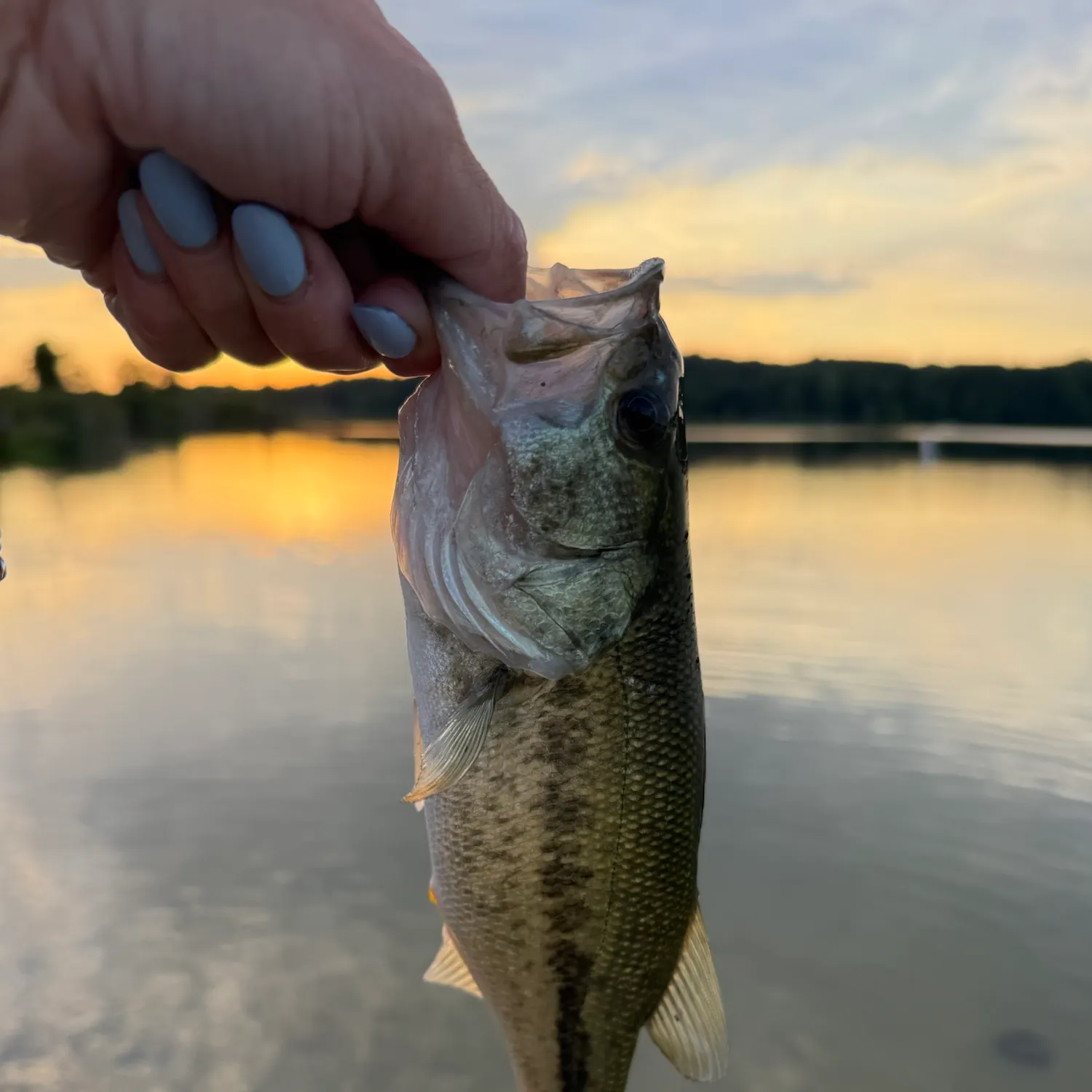 Largemouth bass caught on Fishbrain