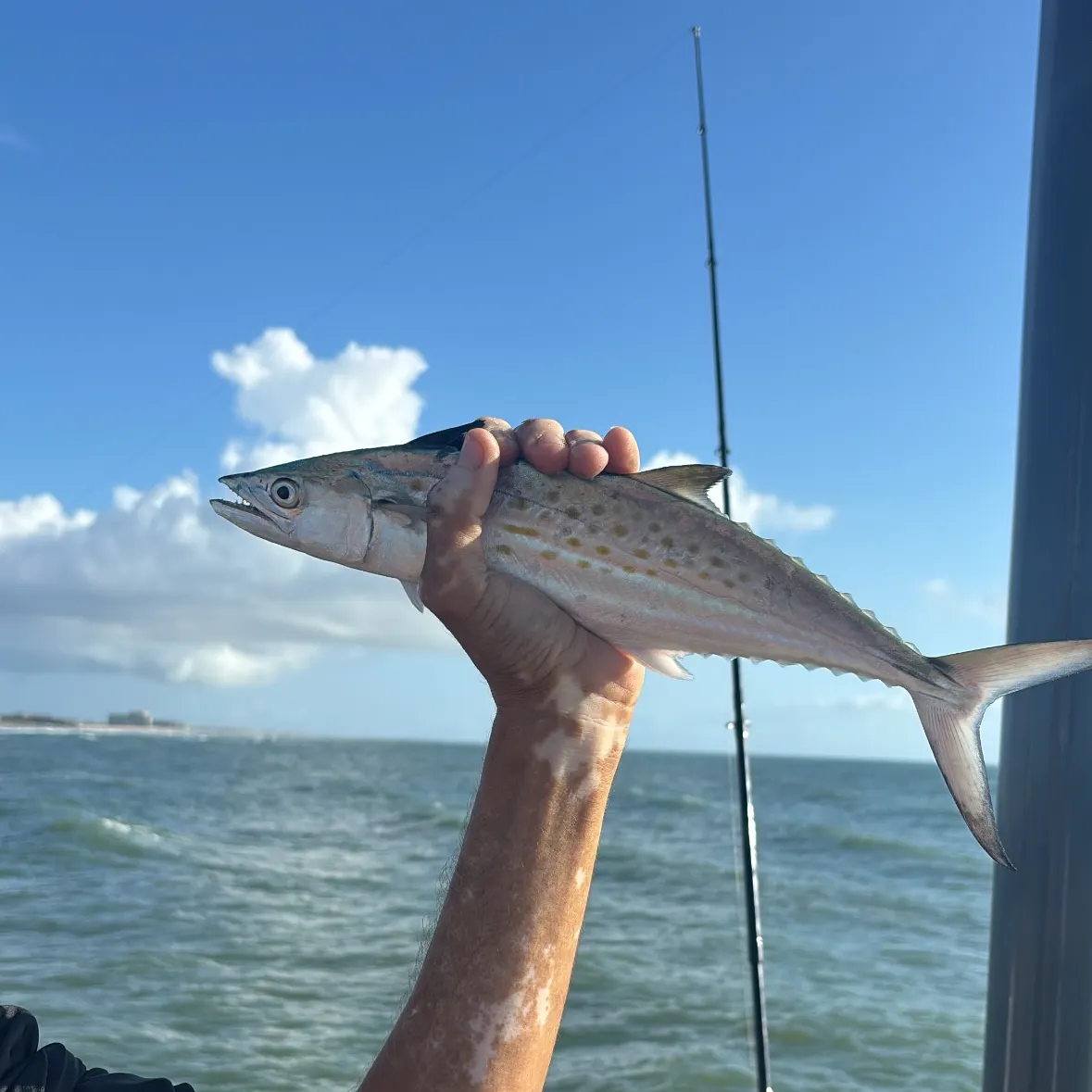 Spanish mackerel caught on Fishbrain