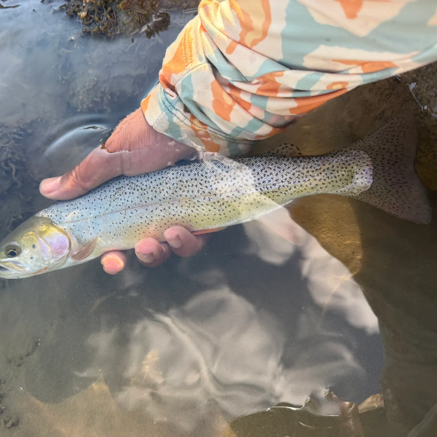 Cutthroat trout caught on Fishbrain