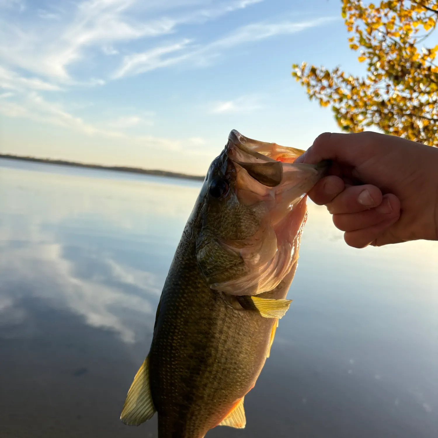 Largemouth bass caught on Fishbrain