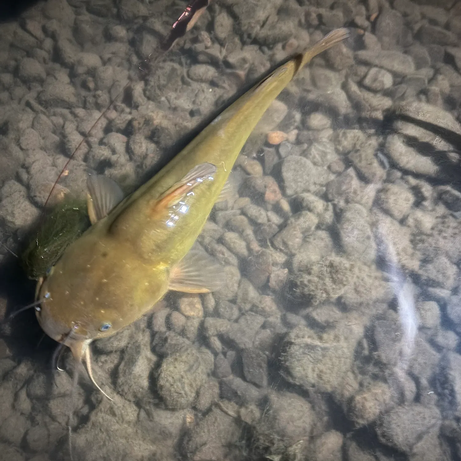 Yellow bullhead caught on Fishbrain