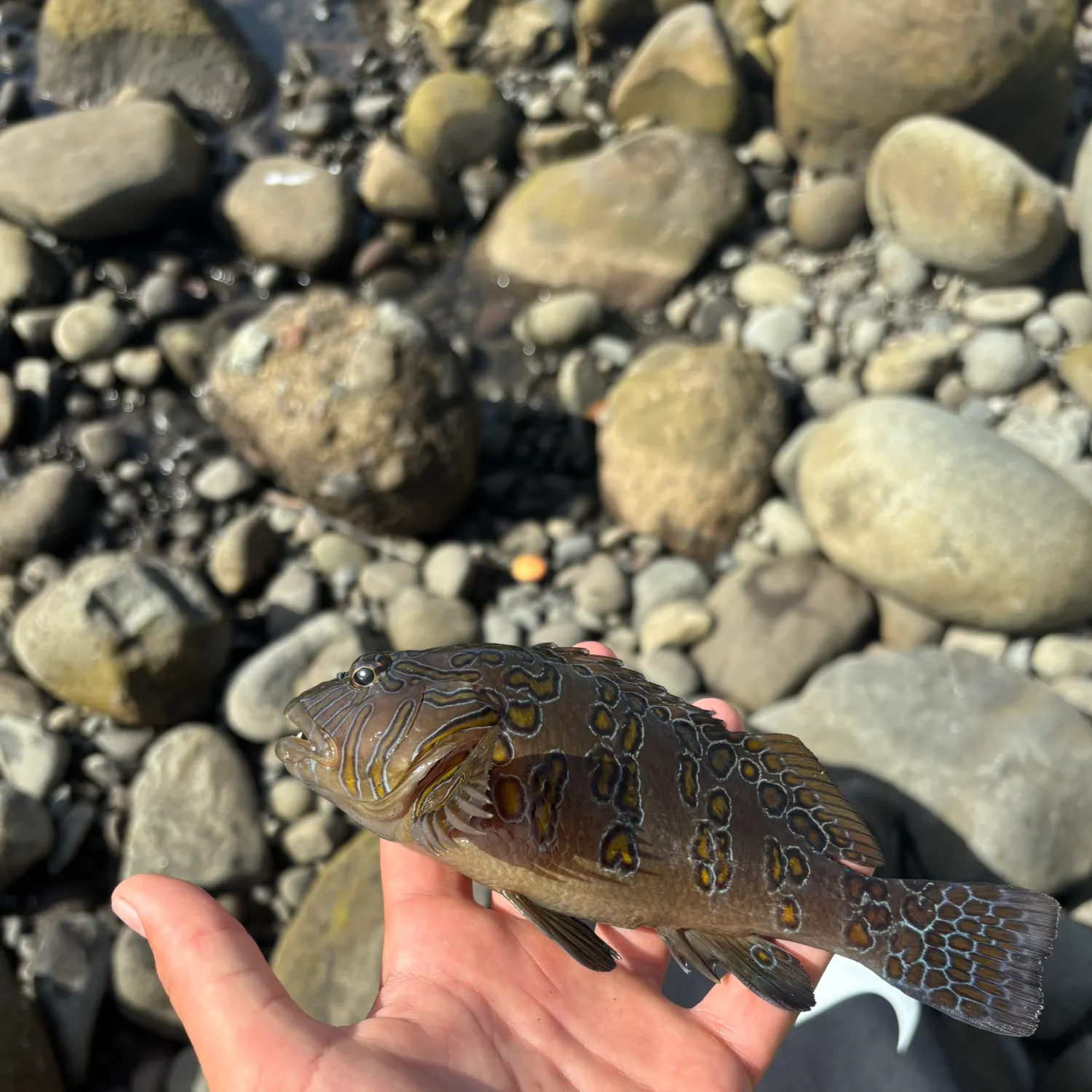 The most recent Giant hawkfish catches on Fishbrain