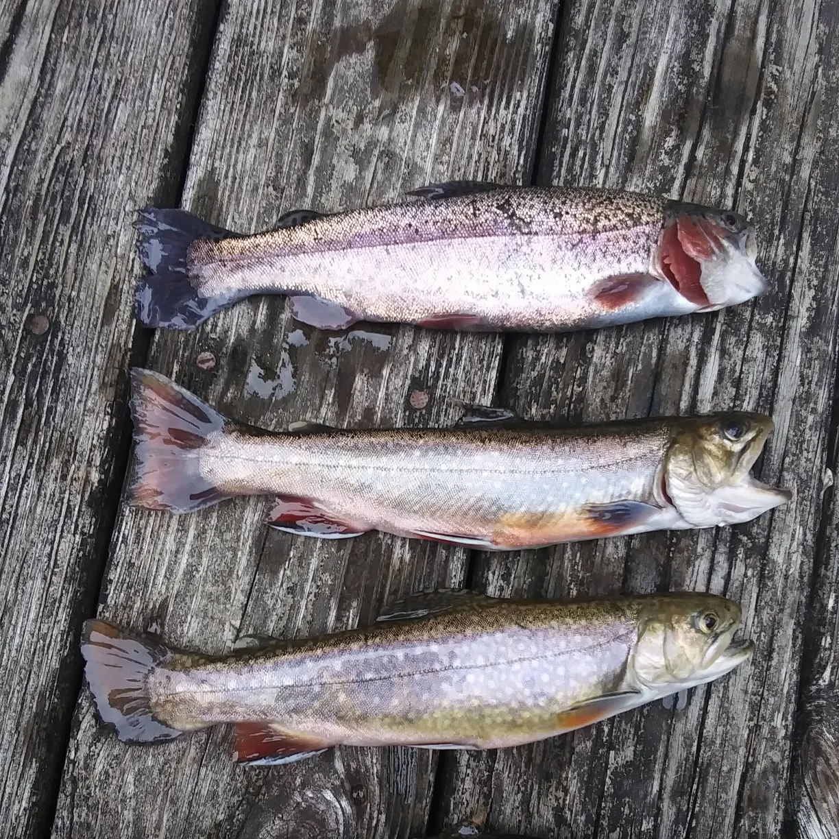recently logged catches
