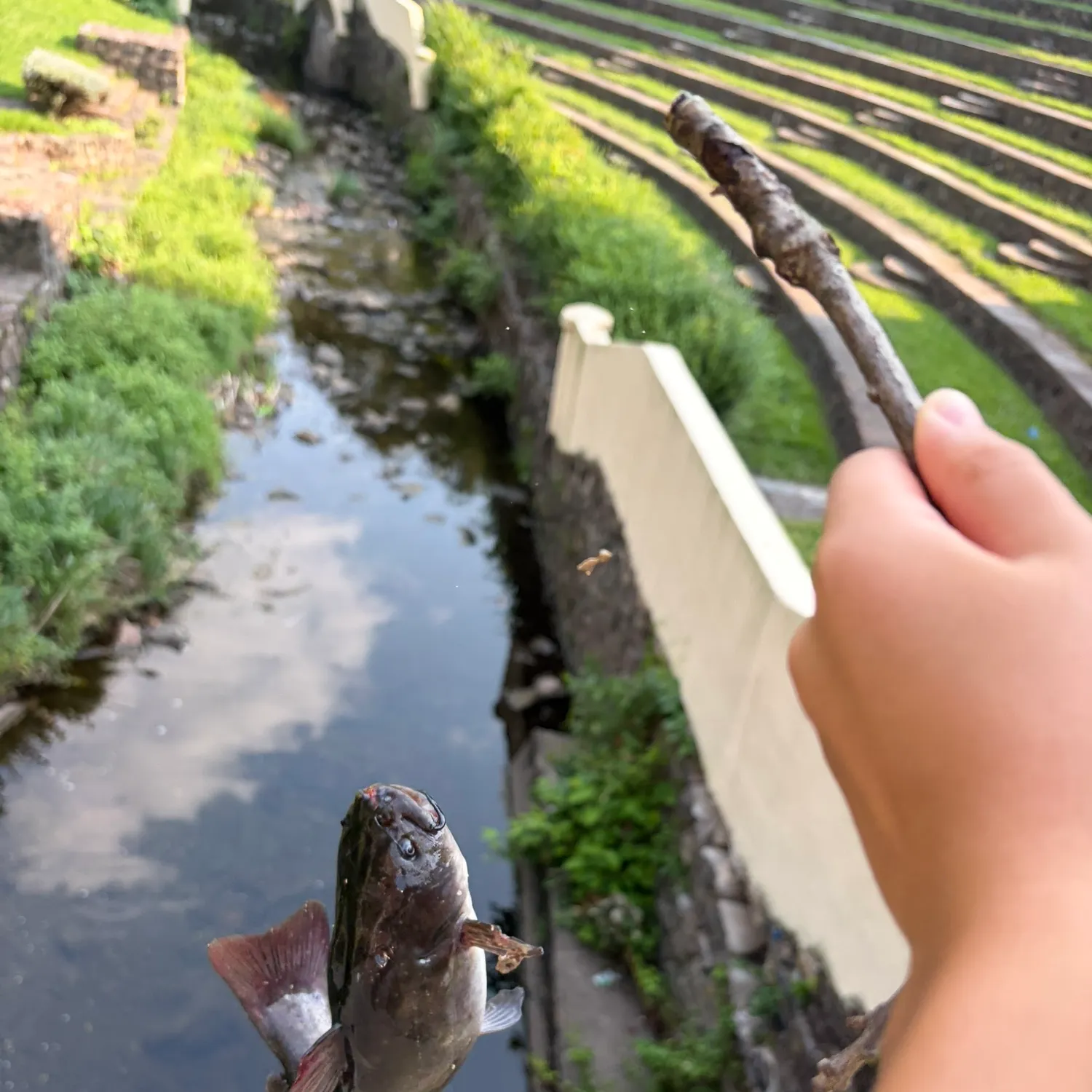Channel catfish caught on Fishbrain
