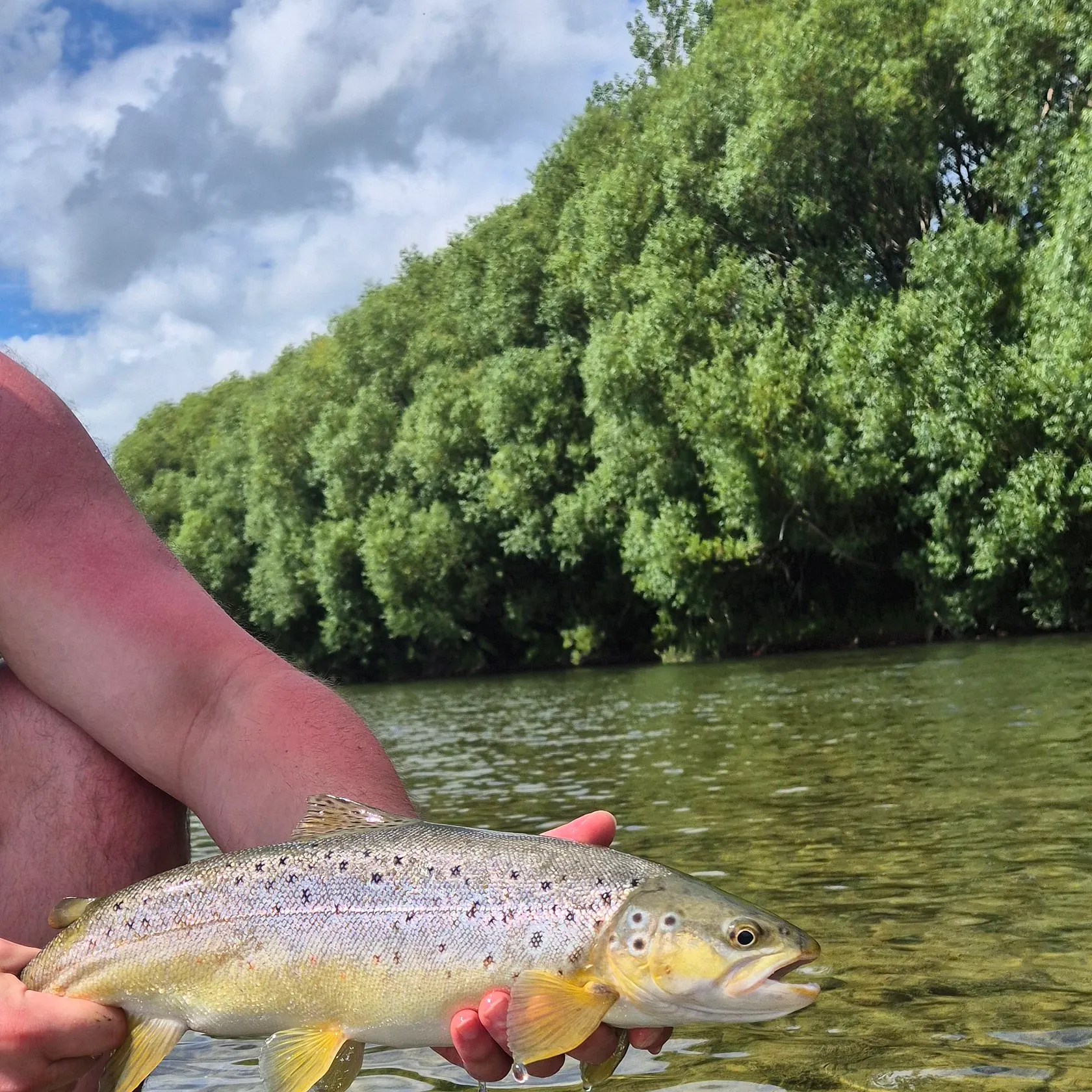 Brown trout caught on Fishbrain