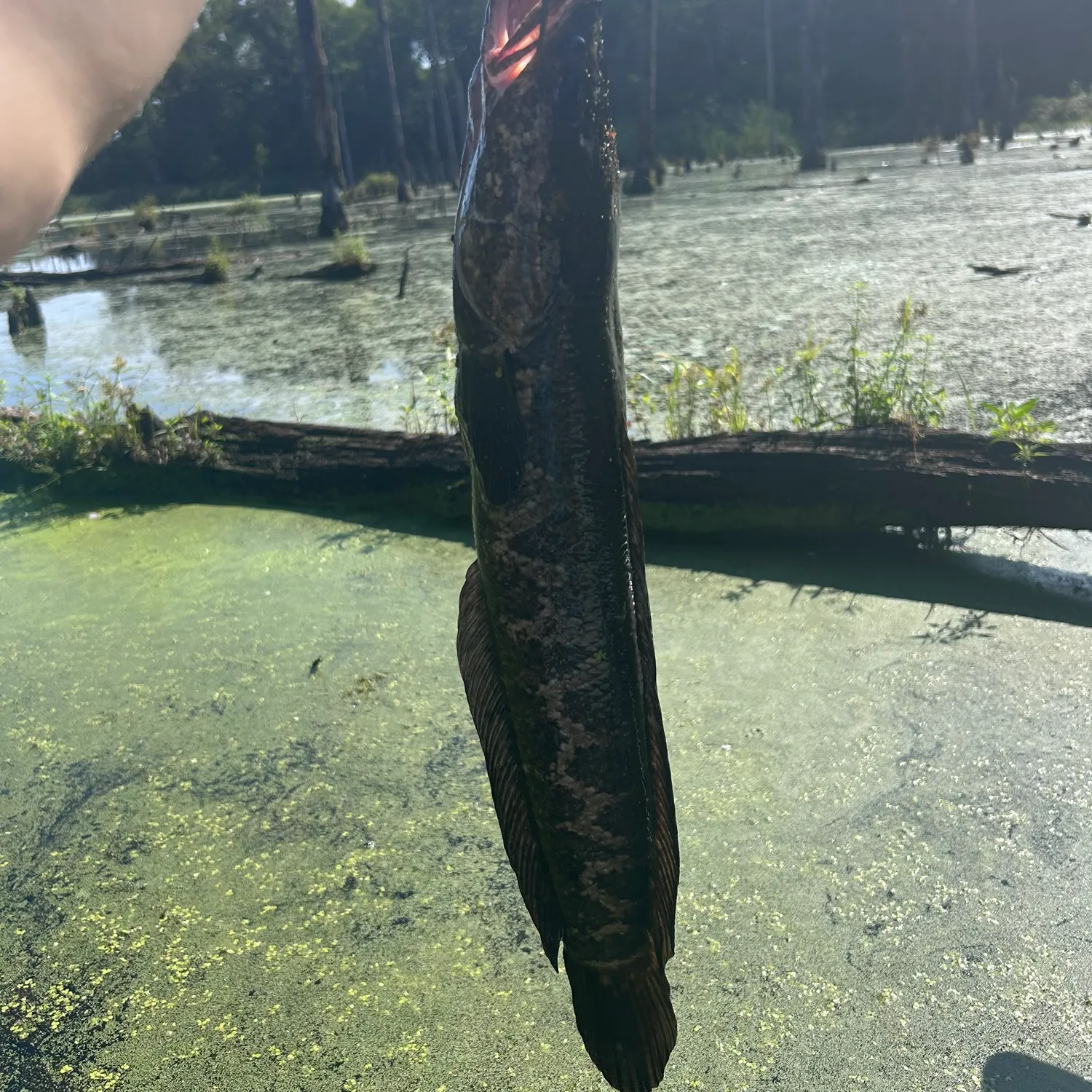 Northern snakehead caught on Fishbrain