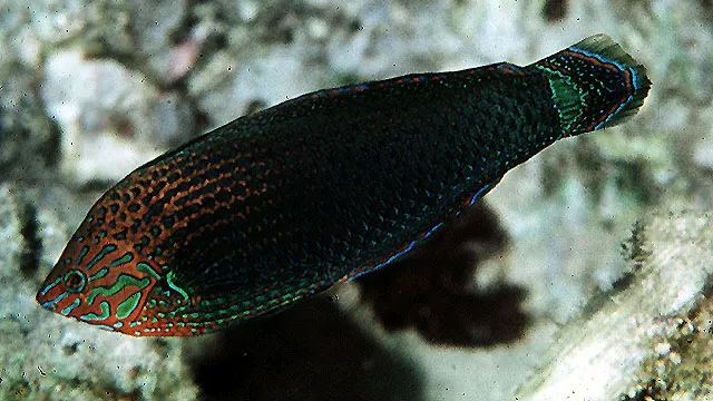 Dusky wrasse