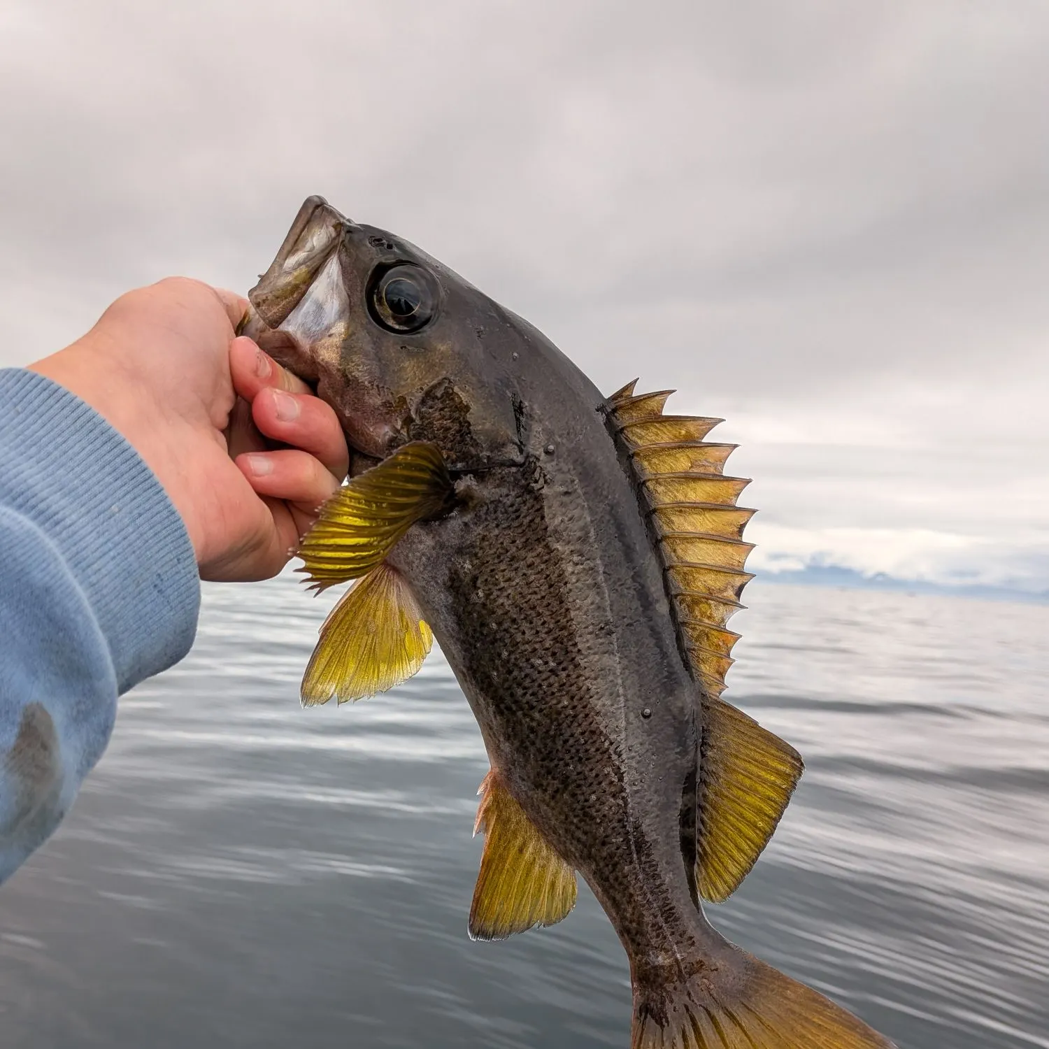 The most recent Dusky rockfish catches on Fishbrain