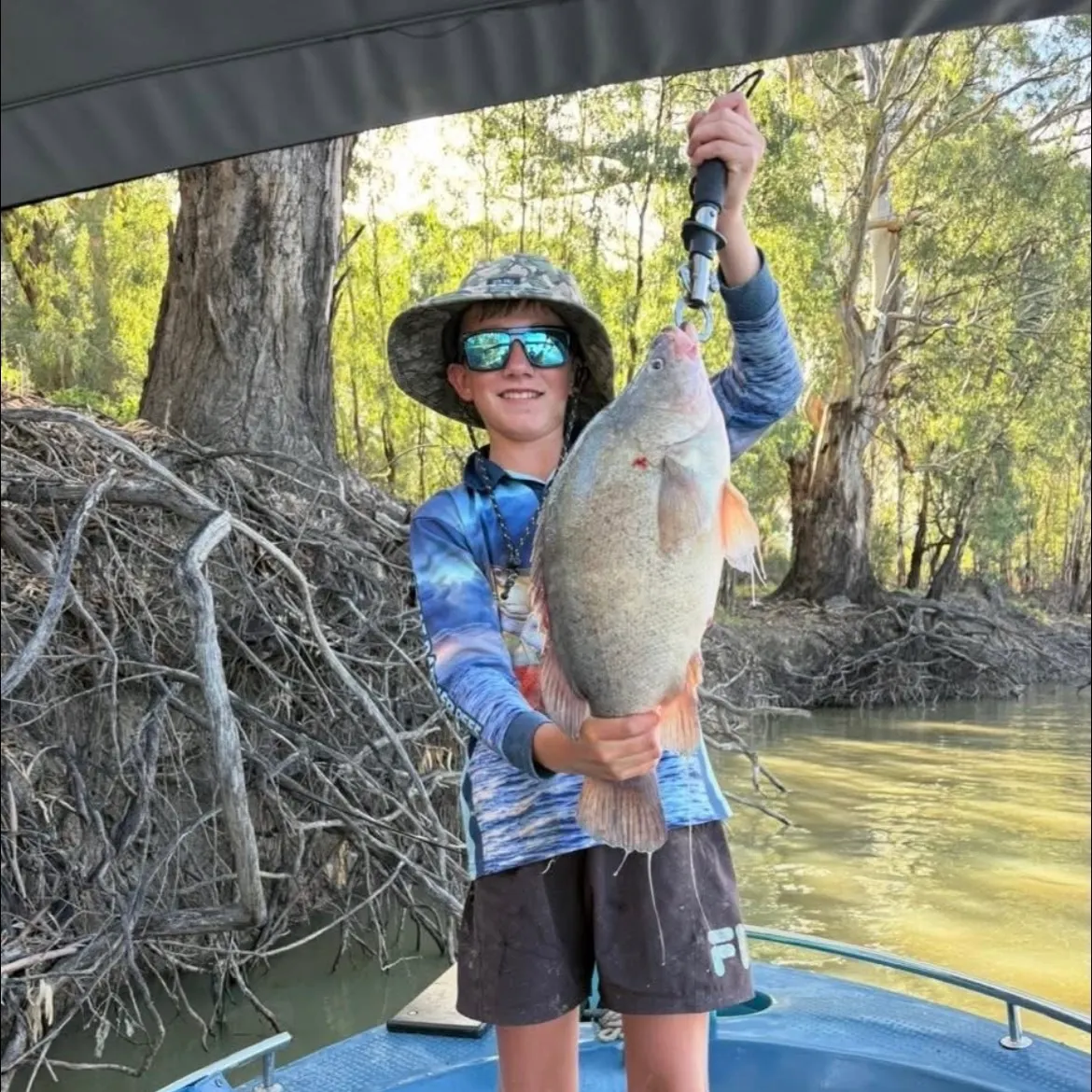 The most recent Golden perch catches on Fishbrain